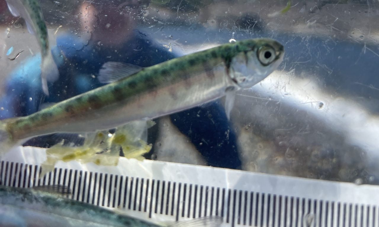 Young Coho Salmon for Long Live the Kings